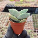 Crassula Falcata