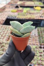 Crassula Falcata