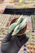 Crassula Falcata - Görsel 2
