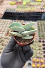 Crassula Falcata - Görsel 3