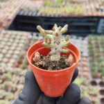 Tylecodon Buchholzianus