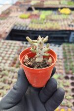 Tylecodon Buchholzianus