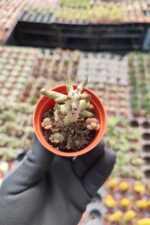 Tylecodon Buchholzianus - Görsel 2