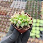 Pachyphytum Compactum Cristata