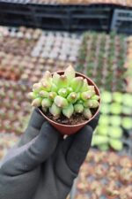 Pachyphytum Compactum Cristata