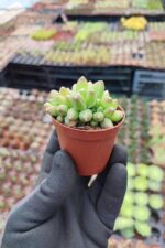 Pachyphytum Compactum Cristata - Görsel 3