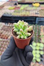Pachyphytum Compactum Cristata - Görsel 2