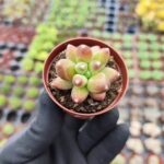Pachyphytum Compactum Sukulent