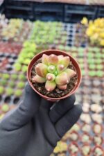 Pachyphytum Compactum Sukulent