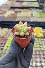 Pachyphytum Compactum Sukulent - Görsel 2