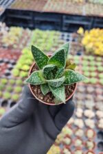 Aloe flow