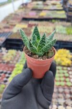 Aloe flow - Görsel 2