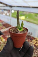 Stapelia Divaricata