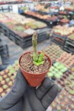 Stapelia Divaricata - Görsel 2