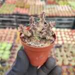 Huernia zebrina