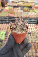 Huernia zebrina