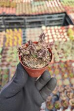 Huernia zebrina - Görsel 2