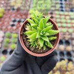 Crassula Exilis ssp. Schmidtii