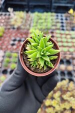 Crassula Exilis ssp. Schmidtii