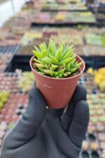 Crassula Exilis ssp. Schmidtii - Görsel 2