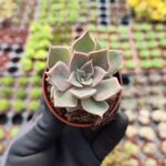 Echeveria Mensa