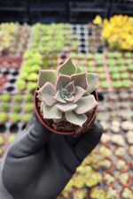 Echeveria Mensa