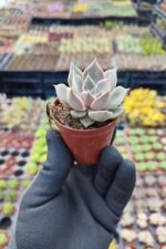 Echeveria Mensa - Görsel 2