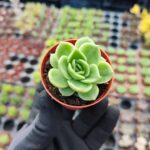Echeveria Gilva Red Sukulent