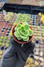 Echeveria Gilva Red Sukulent