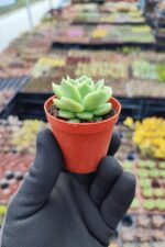 Echeveria Gilva Red Sukulent - Görsel 2