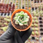 Echeveria Puludonis Sukulent