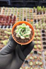 Echeveria Puludonis Sukulent