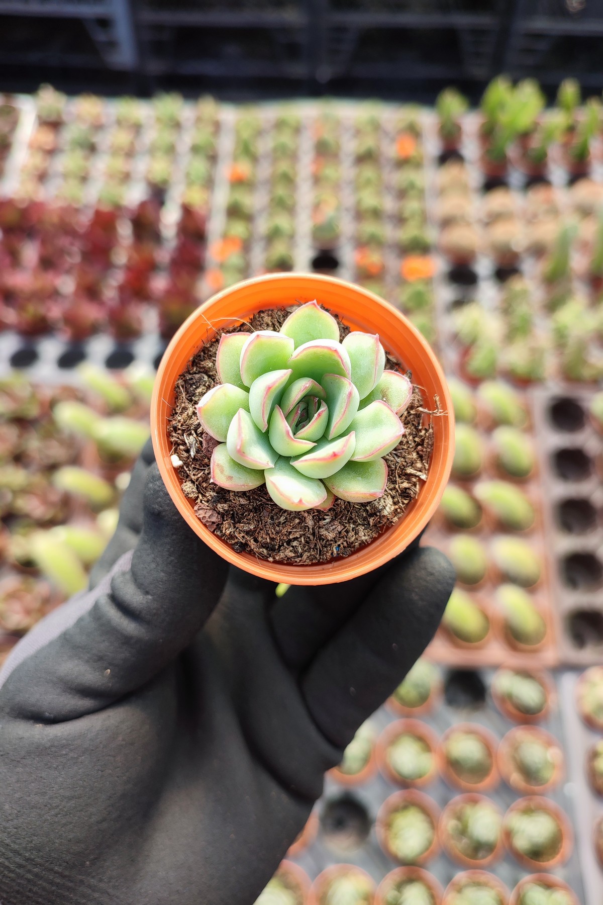 IMG_20260414_134638 Echeveria Puludonis Sukulent - Görsel 1