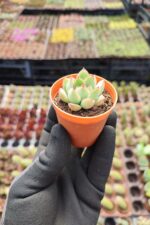 Echeveria Puludonis Sukulent - Görsel 2