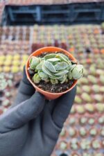 Crassula pangolin - Görsel 3