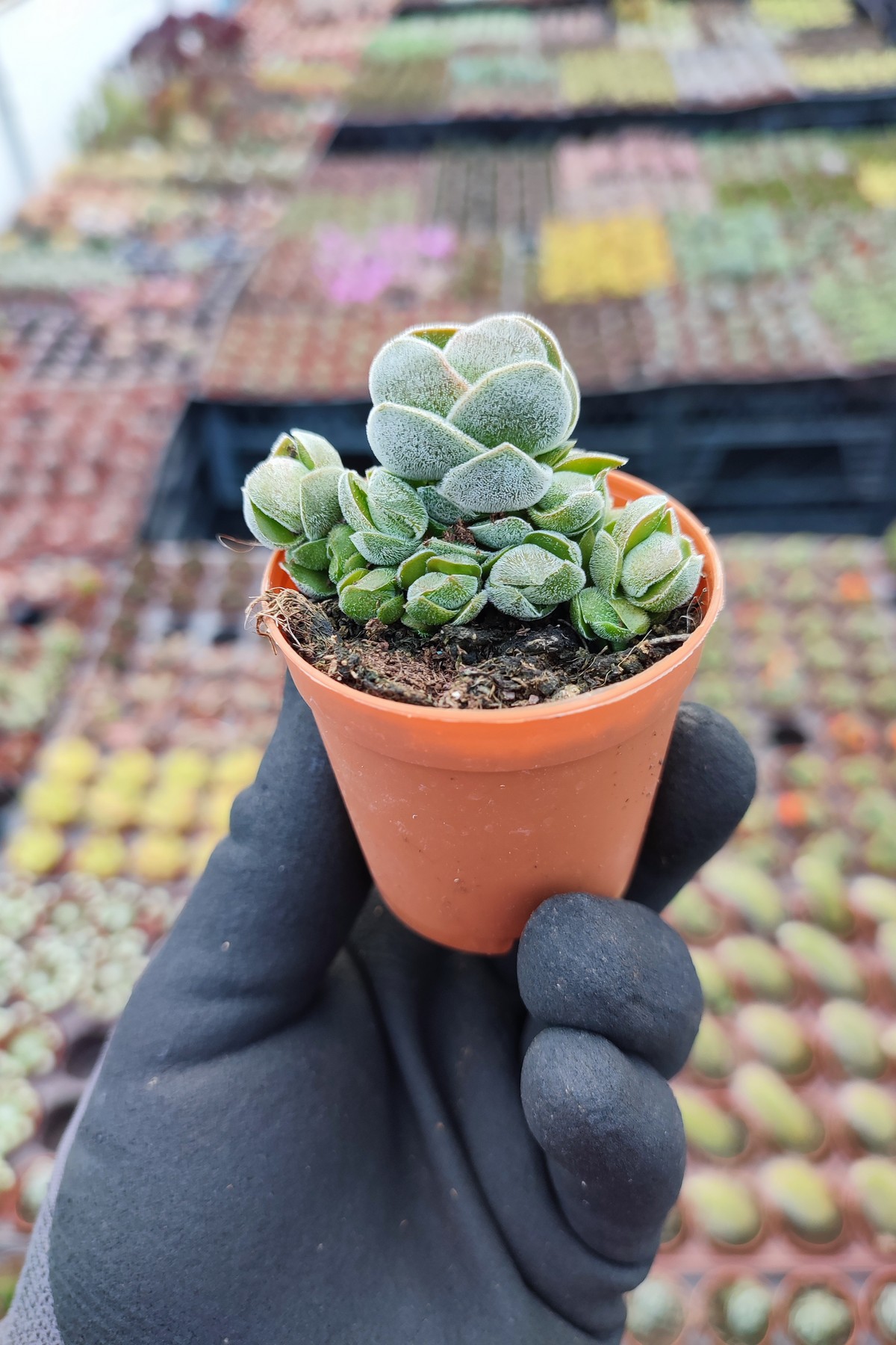 IMG_20260414_135206 Crassula pangolin - Görsel 1