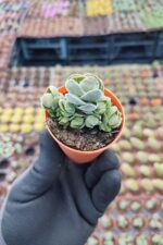 Crassula pangolin - Görsel 2