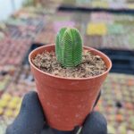 Crassula Pyramidalis Compacta