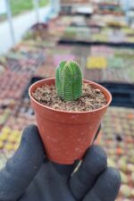 Crassula Pyramidalis Compacta