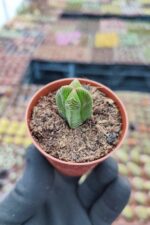 Crassula Pyramidalis Compacta - Görsel 2