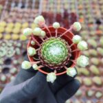 Sempervivum arachnoideum spider