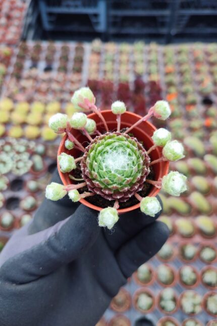 Sempervivum arachnoideum spider