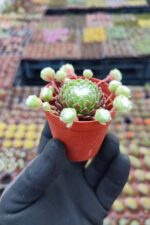 Sempervivum arachnoideum spider - Görsel 2