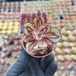 Echeveria Nodulosa Maruba