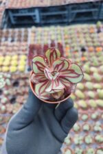Echeveria Nodulosa Maruba