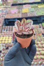 Echeveria Nodulosa Maruba - Görsel 2