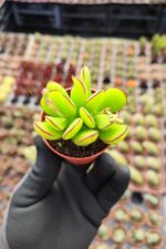 Cotyledon Eliseae - Görsel 2