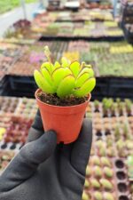Cotyledon Eliseae