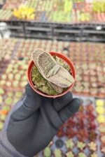Gasteria Gracilis