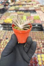 Gasteria Gracilis - Görsel 2